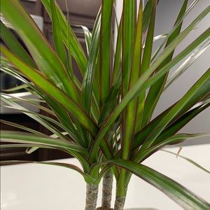 Meet your Posher, Ariana